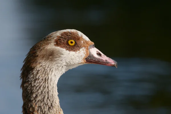 Ägyptische Gans - Porträt — Stockfoto