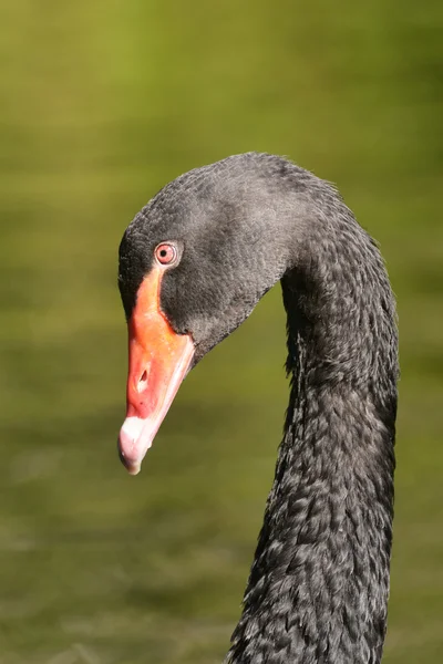 Cisne Negro... Retrato — Fotografia de Stock