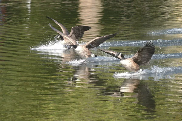 Noordse gans — Stockfoto