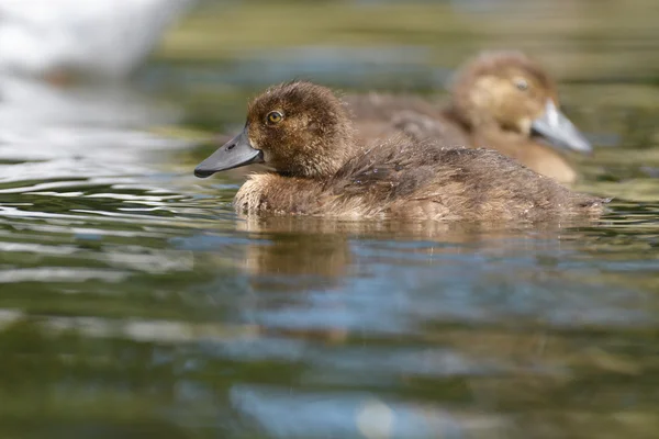 Getuftete Ente - Nestlinge. — Stockfoto