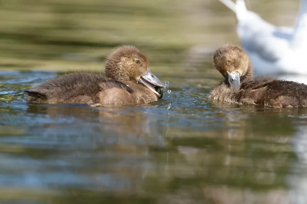 Tufted Duck - nidiacei . — Foto Stock