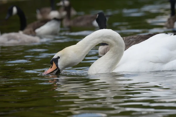 Mute Swan — Stock Photo, Image