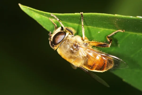食蚜蝇、 食蚜蝇 — 图库照片