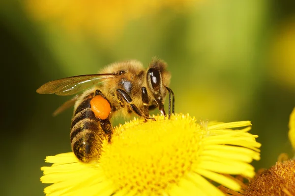 Мед бджоли, Бджола — стокове фото