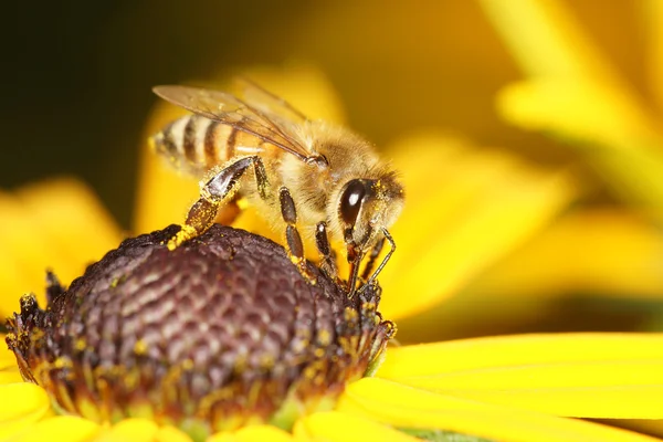 Honigbiene, Biene — Stockfoto