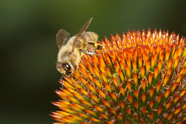 Honigbiene, Biene — Stockfoto