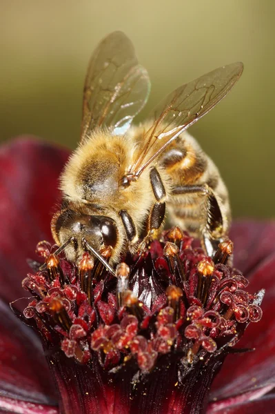 Мед бджоли, Бджола — стокове фото