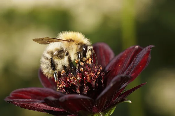 褐带干部蜜蜂 — 图库照片