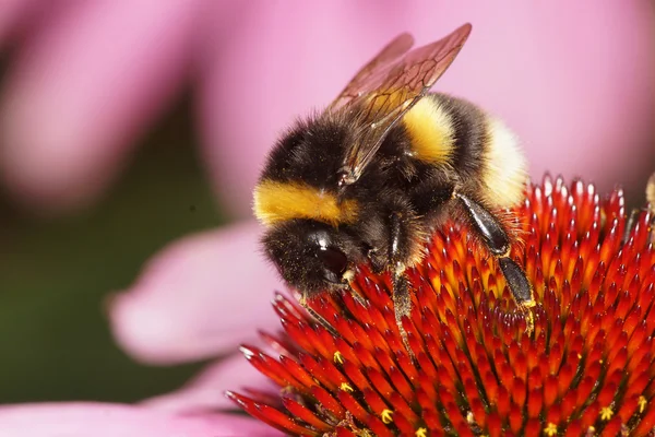 Ak kuyruklu Bumbleebee — Stok fotoğraf