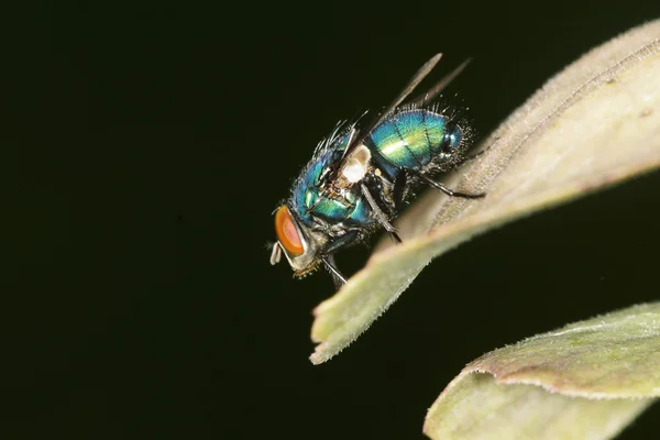 Bottiglia verde, volare — Foto Stock