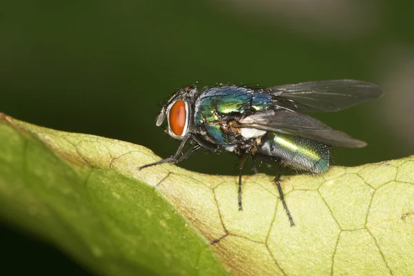 Greenbottle, Fly — Stock Photo, Image