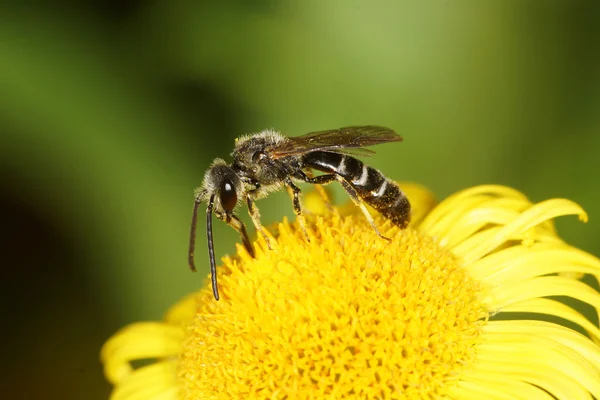 Lasioglossum — 스톡 사진