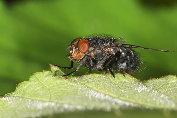 Hús-fly, szürke hús repülni — Stock Fotó