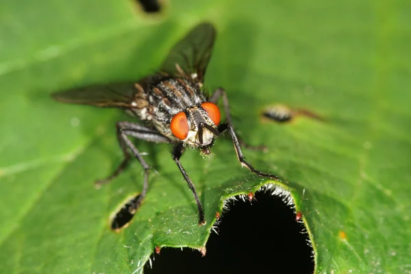 Hús-fly, szürke hús repülni — Stock Fotó