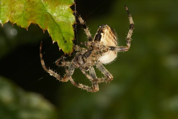 Aranha de jardim europeu, Aranha de jardim — Fotografia de Stock