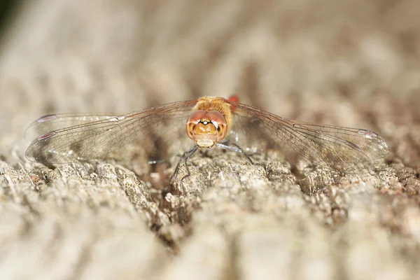 Bruinrode heidelibel — Stockfoto