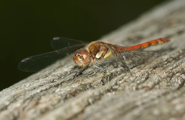 Bruinrode heidelibel — Stockfoto