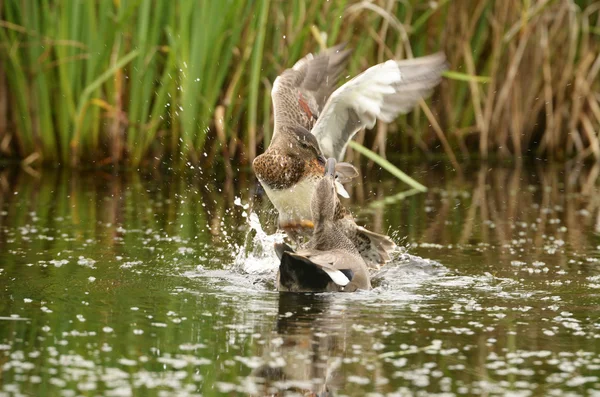 Gadwall, strepera Anas — Fotografie, imagine de stoc