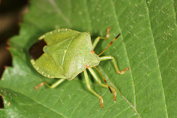 Escudo Verde Bug — Fotografia de Stock