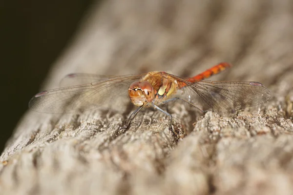 Gemeinsamer Darter — Stockfoto