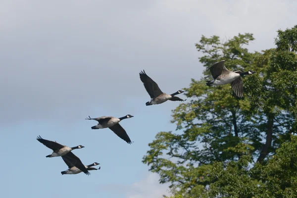 Canada goose — Stock fotografie