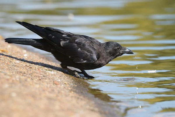 Zwarte kraai, corvus corone — Stockfoto