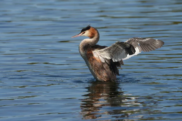 Grande Grebe Crested — Foto Stock