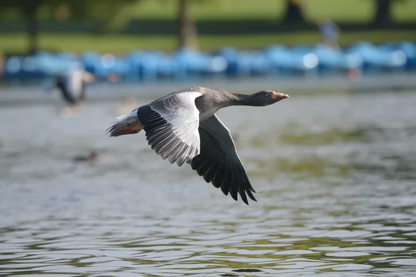 Ganso de Greylag en el vuelo . — Foto de Stock