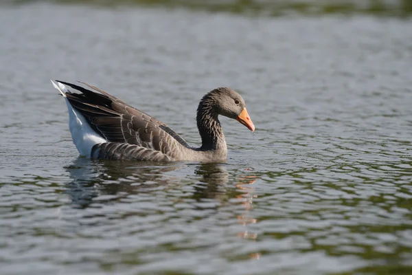 Ganso Greylag, Anser anser — Fotografia de Stock