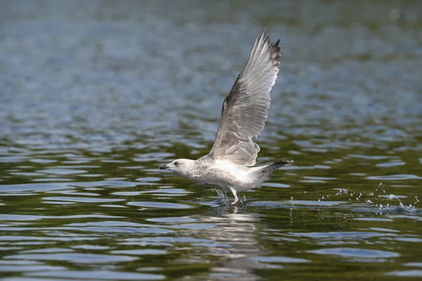 Gaivota de arenque europeia — Fotografia de Stock