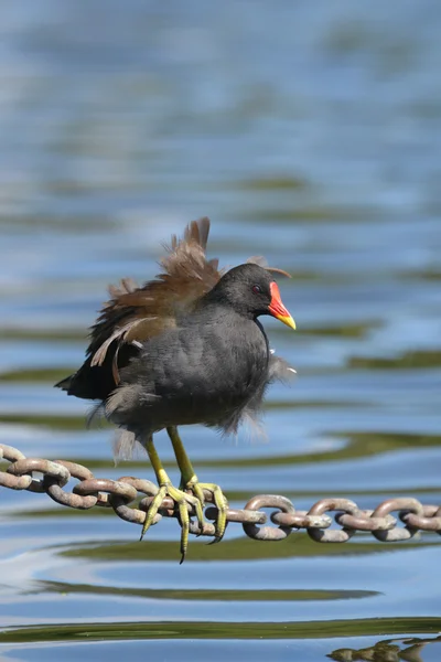 Водяна, gallinula chloropus — стокове фото