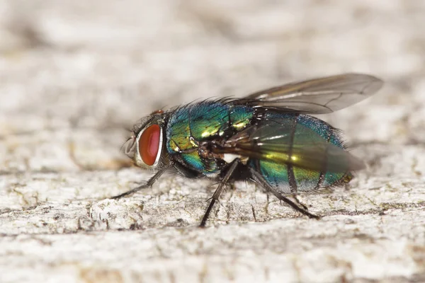 Bouteille verte, mouche — Photo