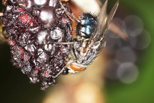 Κρεατόμυγα, μύγα — Φωτογραφία Αρχείου