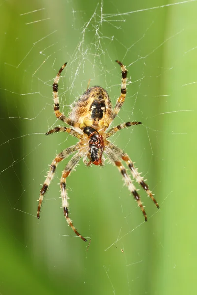 European Garden Spider — Stock Photo, Image