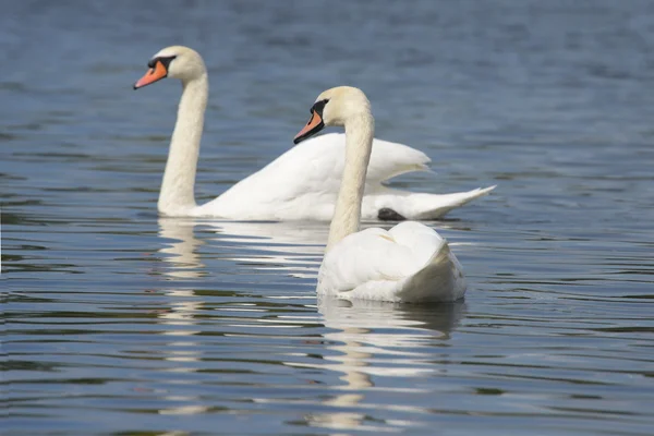 Knölsvan - par — Stockfoto