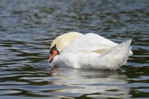 Cisne mudo — Fotografia de Stock