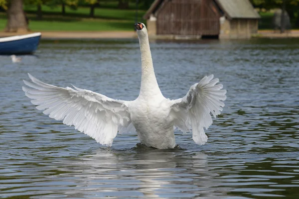 Cisne mudo — Fotografia de Stock