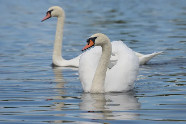 Cisne mudo - par — Foto de Stock