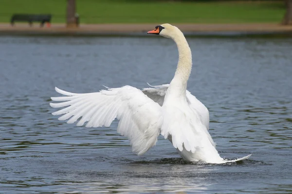 Höckerschwan — Stockfoto