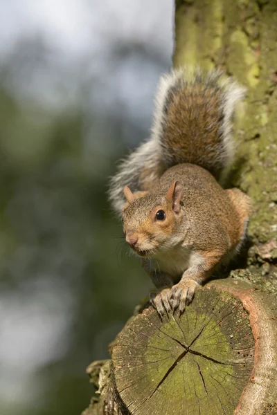 Серый Белка, Белка, Sciurus carolinensis — стоковое фото