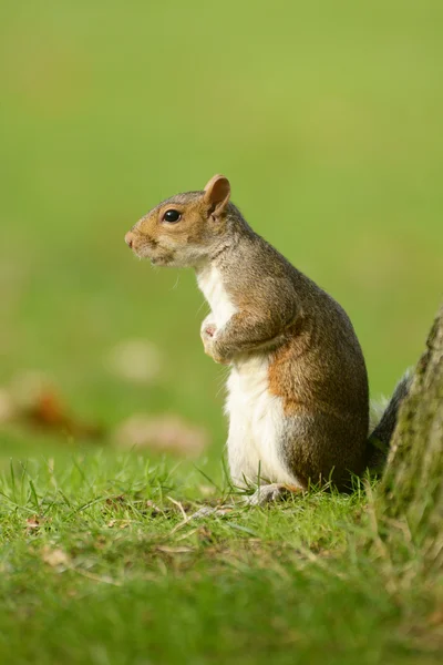 Grauhörnchen, Eichhörnchen, Sciurus carolinensis — Stockfoto