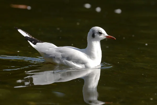 Gaviota de cabeza negra —  Fotos de Stock