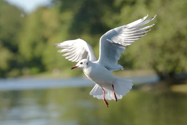 Gaivota de cabeça preta — Fotografia de Stock