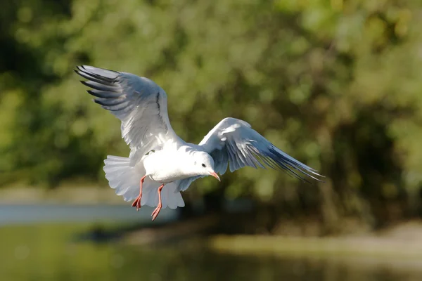 Gaivota de cabeça preta — Fotografia de Stock