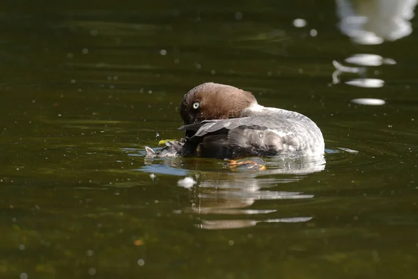 Goldeneye, Bucephala clangula — Fotografia de Stock