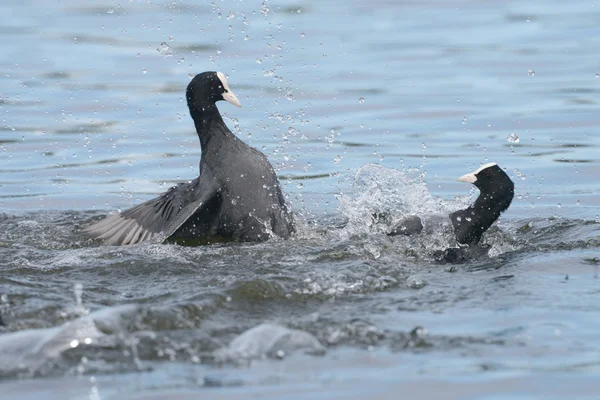 ユーラシアの coot、オオバン、アフリカマイマイ atra — ストック写真