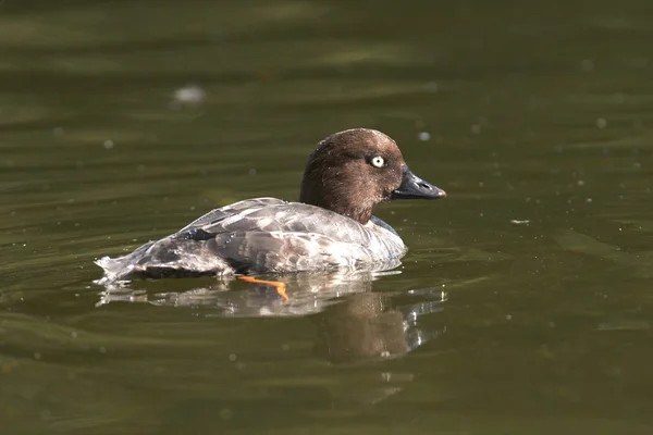 Goldeneye, Bucephala clangula — Stock Photo, Image