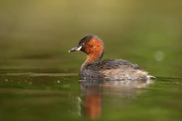 Zwergtaucher, Tachybaptus ruficollis — Stockfoto