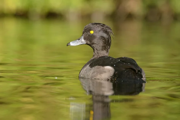 Tufted Duck - Male — Stock Photo, Image