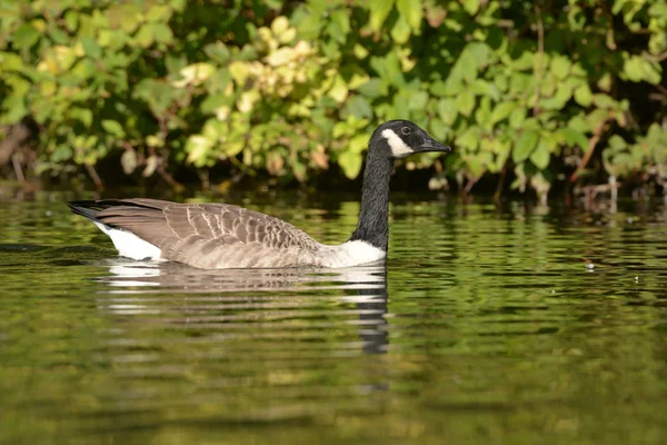 Noordse gans — Stockfoto